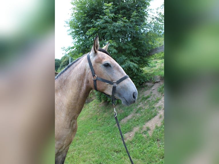 Lusitano Merrie 6 Jaar 157 cm Brown Falb schimmel in cenves