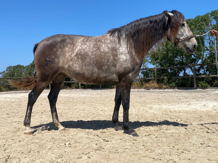 Lusitano Merrie 6 Jaar 159 cm Schimmel in Cavaleiro