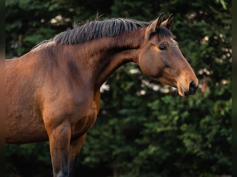 Lusitano Merrie 6 Jaar 160 cm Bruin in Nogueira da Regedoura