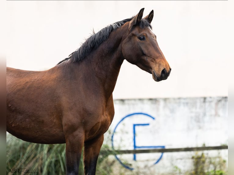 Lusitano Merrie 6 Jaar 160 cm Bruin in Nogueira da Regedoura