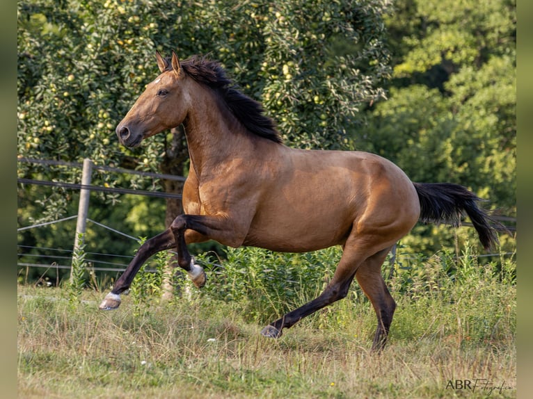 Lusitano Merrie 6 Jaar 160 cm Buckskin in Allensbach