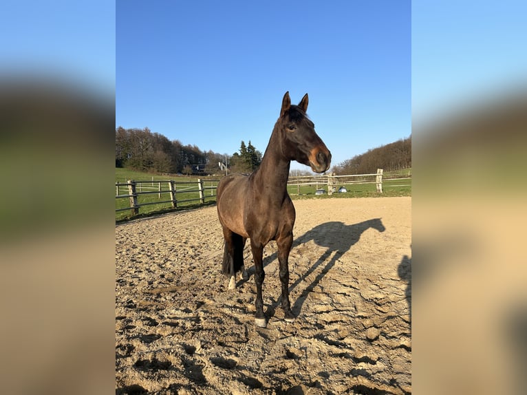 Lusitano Mix Merrie 6 Jaar 160 cm Donkerbruin in Hagen