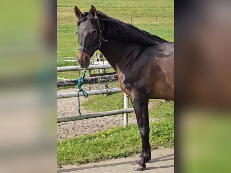 Lusitano Mix Merrie 6 Jaar 160 cm Donkerbruin in Hagen