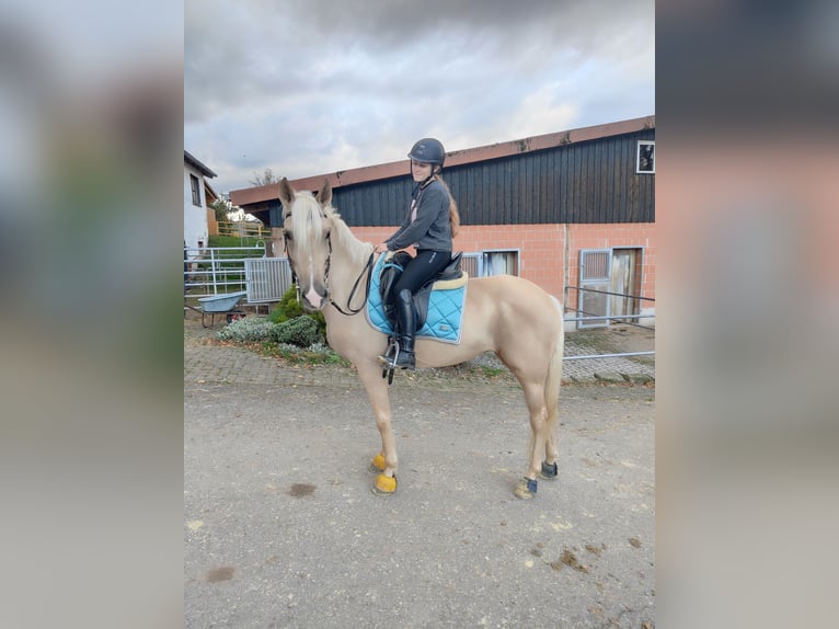 Lusitano Merrie 6 Jaar 160 cm Palomino in Waldeck