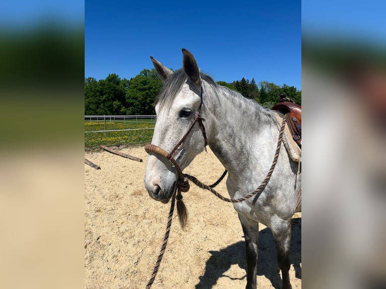 Lusitano Merrie 6 Jaar 162 cm Appelschimmel in Amlikon-Bissegg