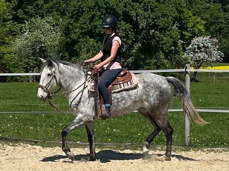 Lusitano Merrie 6 Jaar 162 cm Appelschimmel in Amlikon-Bissegg
