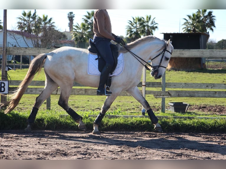 Lusitano Merrie 6 Jaar 162 cm in Silves