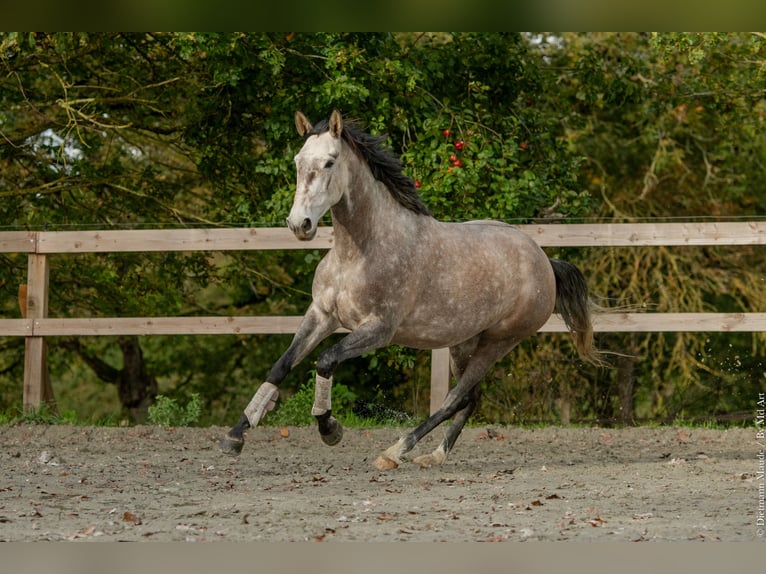 Lusitano Merrie 6 Jaar 164 cm Schimmel in Bretagne
