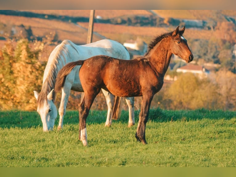 Lusitano Merrie 6 Jaar 165 cm Bruin in Volesvres