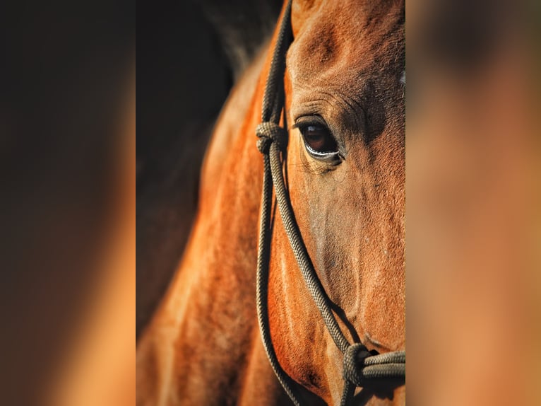 Lusitano Merrie 6 Jaar 165 cm Bruin in Gößweinstein