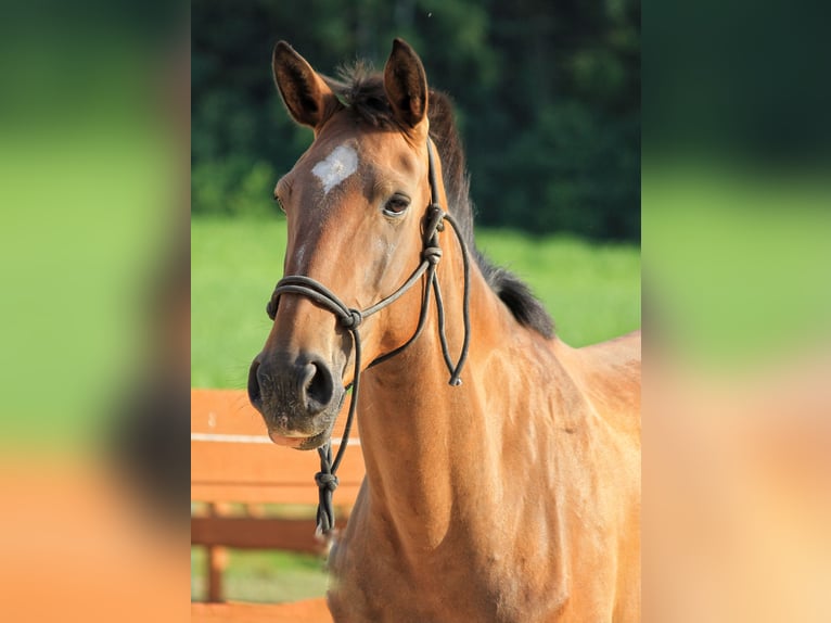 Lusitano Merrie 6 Jaar 165 cm Bruin in Gößweinstein