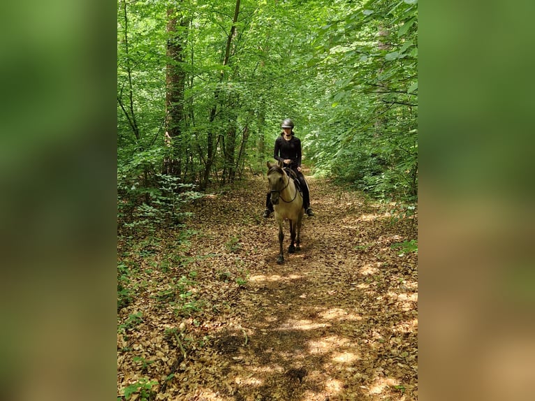 Lusitano Mix Merrie 7 Jaar 150 cm Falbe in Groß Grönau