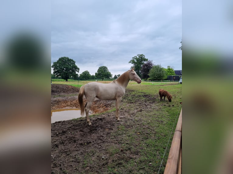 Lusitano Merrie 7 Jaar 150 cm Perlino in Zenderen