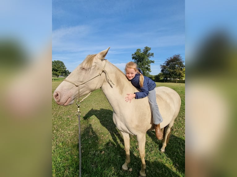 Lusitano Merrie 7 Jaar 150 cm Perlino in Zenderen