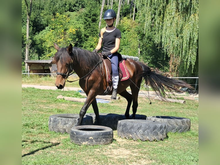 Lusitano Merrie 7 Jaar 152 cm Bruin in Bayerbach