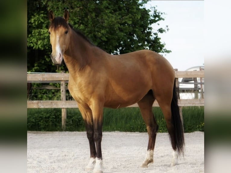 Lusitano Merrie 7 Jaar 154 cm Buckskin in Quick