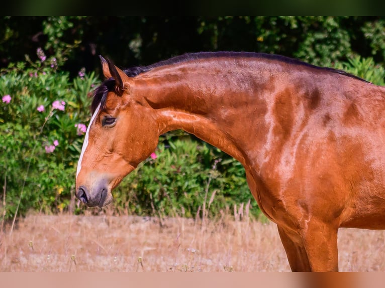 Lusitano Merrie 7 Jaar 155 cm Bruin in Vila Viçosa