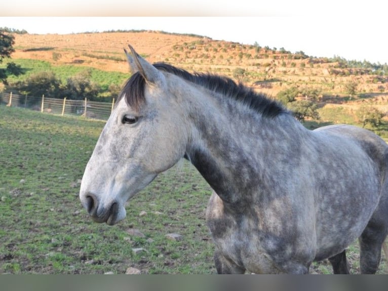 Lusitano Merrie 7 Jaar 156 cm Zwartschimmel in S&#xE3;o Teot&#xF3;nio