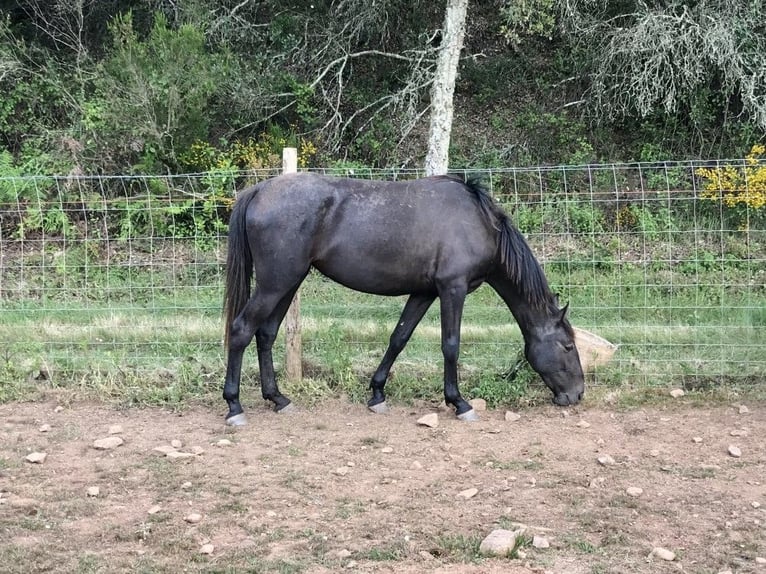Lusitano Merrie 7 Jaar 156 cm Zwartschimmel in S&#xE3;o Teot&#xF3;nio