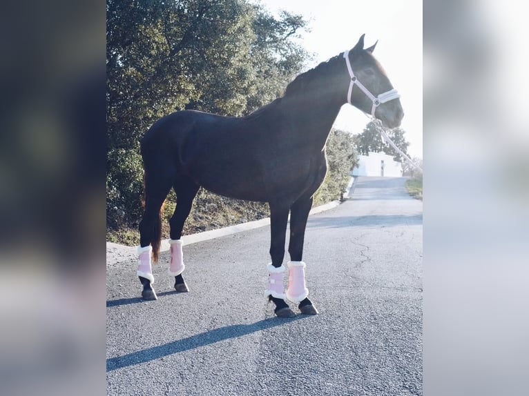 Lusitano Merrie 7 Jaar 157 cm Schimmel in Torres novas