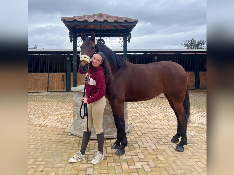 Lusitano Merrie 7 Jaar 160 cm Bruin in Martfeld