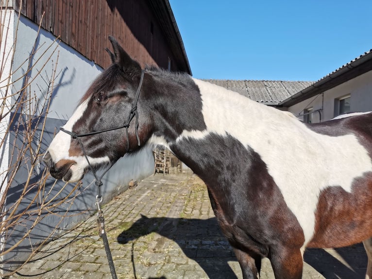 Lusitano Mix Merrie 7 Jaar 160 cm Gevlekt-paard in Albstadt