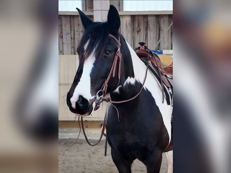 Lusitano Mix Merrie 7 Jaar 160 cm Gevlekt-paard in Albstadt