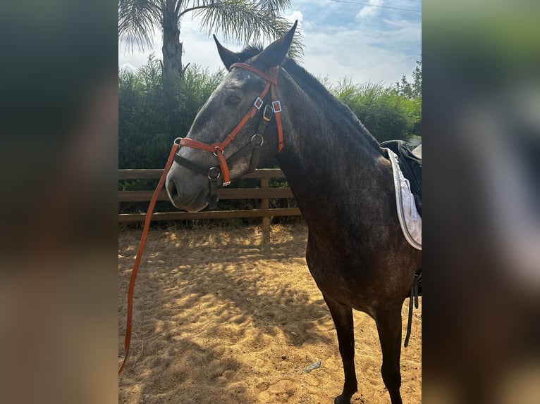 Lusitano Merrie 7 Jaar 160 cm kan schimmel zijn in pera