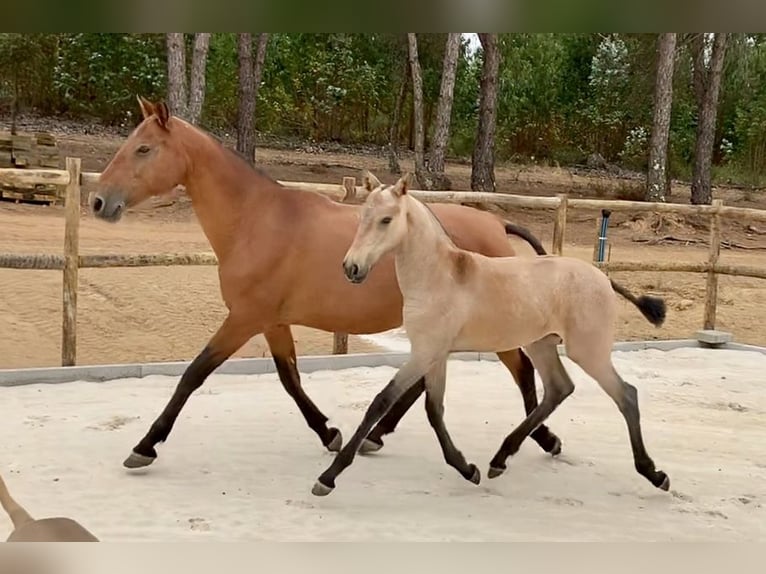 Lusitano Merrie 7 Jaar 161 cm Rood schimmel in S&#xE3;o Teot&#xF3;nio