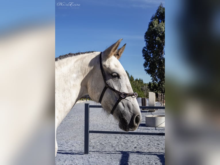 Lusitano Merrie 7 Jaar 161 cm Rood schimmel in S&#xE3;o Teot&#xF3;nio