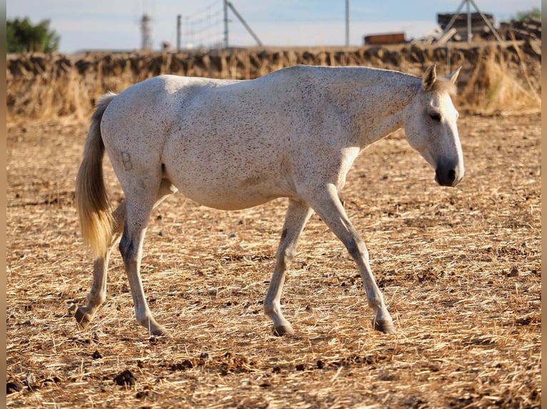 Lusitano Merrie 7 Jaar 161 cm Schimmel in Navas Del Madroño