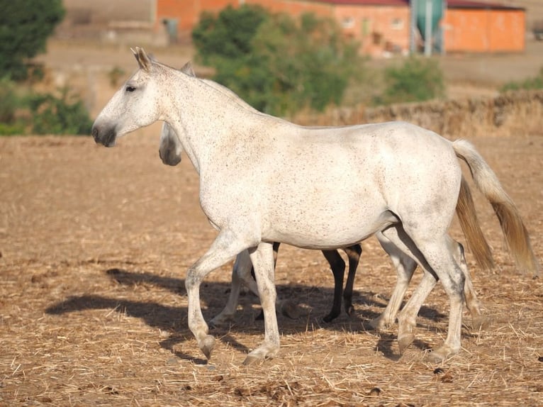 Lusitano Merrie 7 Jaar 161 cm Schimmel in Navas Del Madroño