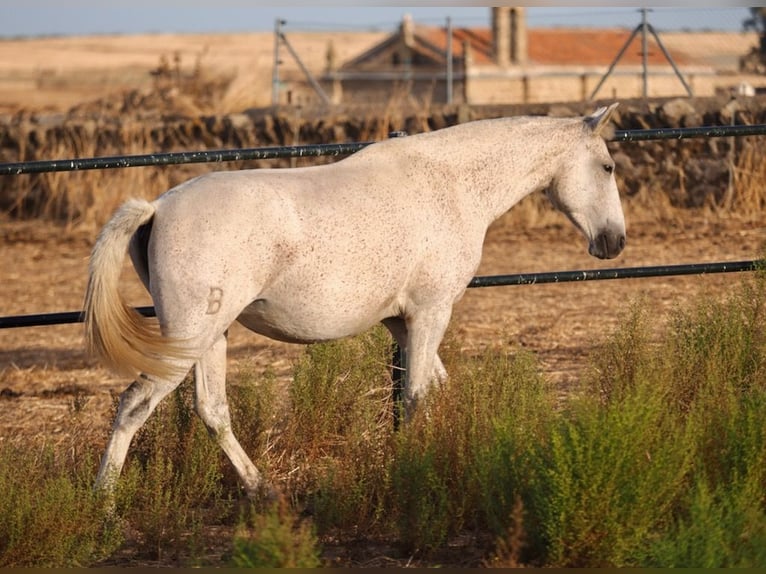 Lusitano Merrie 7 Jaar 161 cm Schimmel in Navas Del Madroño
