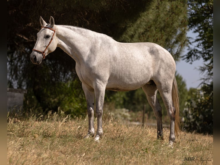 Lusitano Merrie 7 Jaar 162 cm Schimmel in Evora
