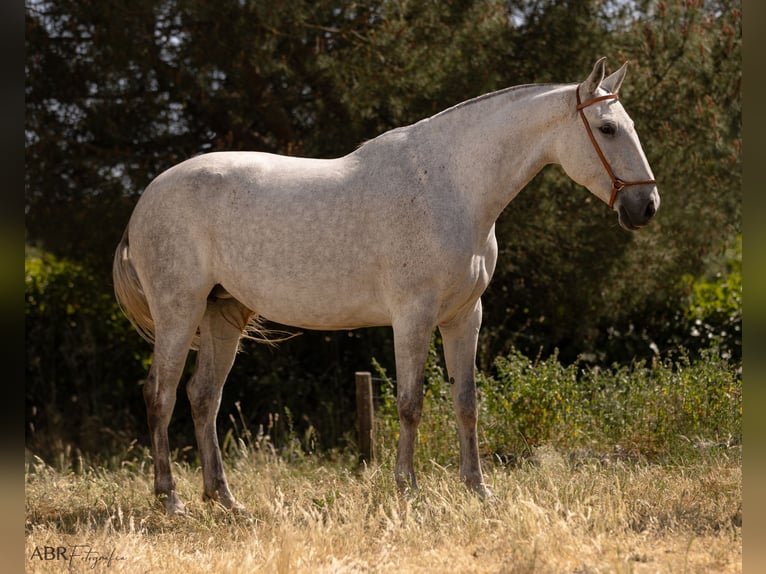 Lusitano Merrie 7 Jaar 162 cm Schimmel in Evora