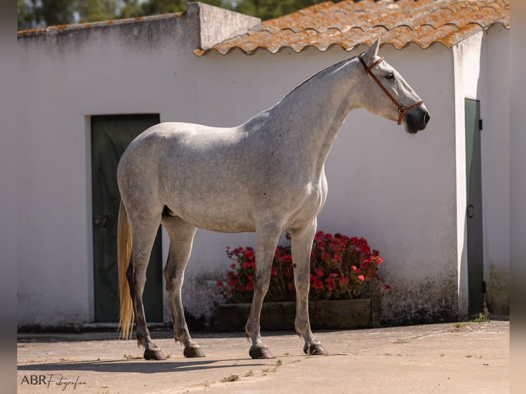 Lusitano Merrie 7 Jaar 162 cm Schimmel in Evora