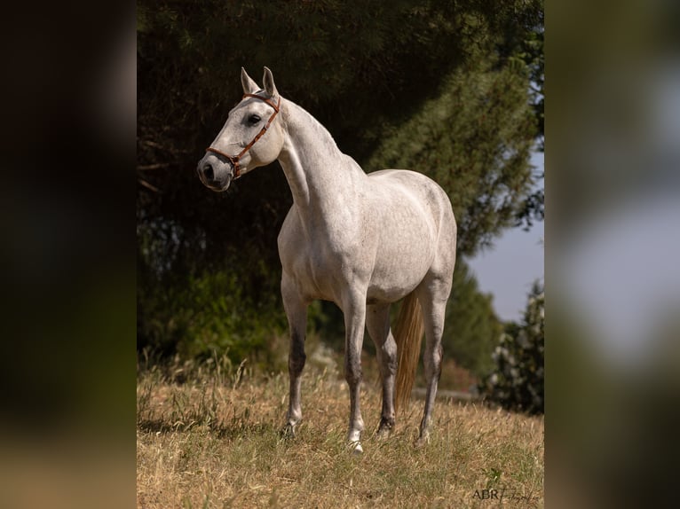 Lusitano Merrie 7 Jaar 162 cm Schimmel in Evora