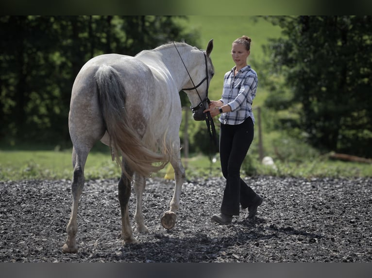 Lusitano Merrie 7 Jaar 163 cm Schimmel in Kaulsto&#xDF;