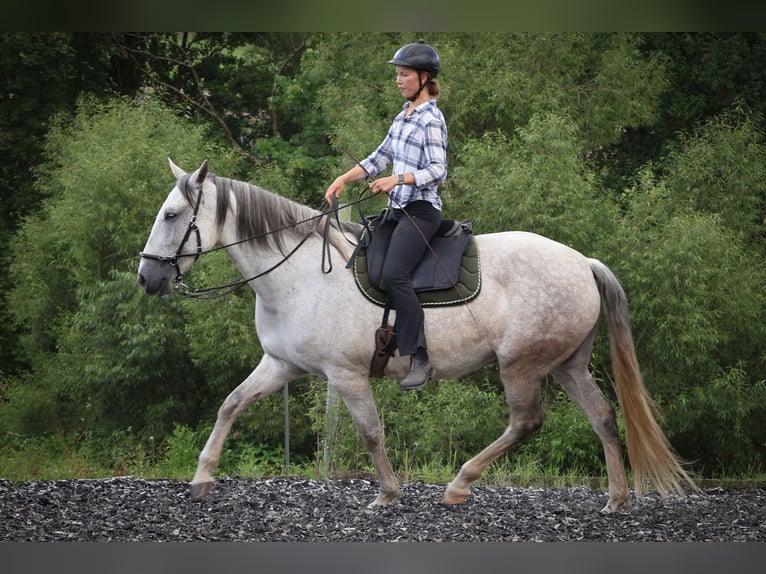 Lusitano Merrie 7 Jaar 163 cm Schimmel in Kaulsto&#xDF;