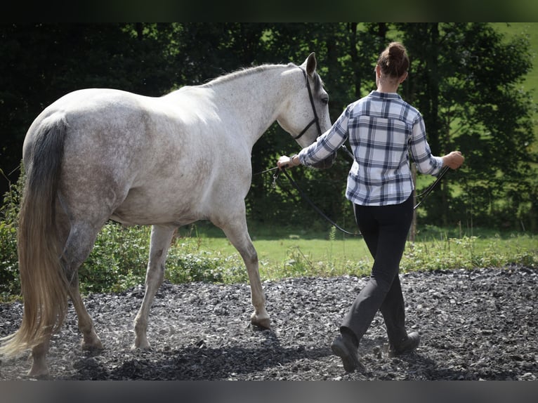 Lusitano Merrie 7 Jaar 163 cm Schimmel in Kaulsto&#xDF;