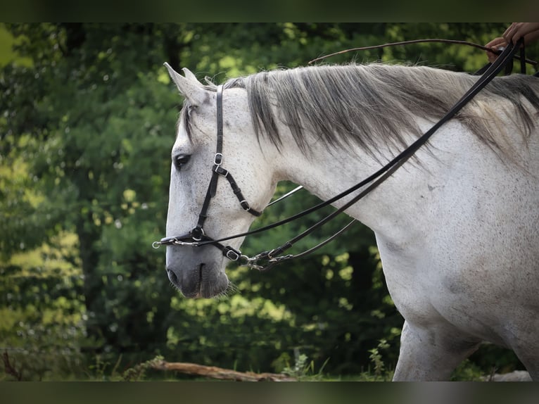 Lusitano Merrie 7 Jaar 163 cm Schimmel in Kaulsto&#xDF;