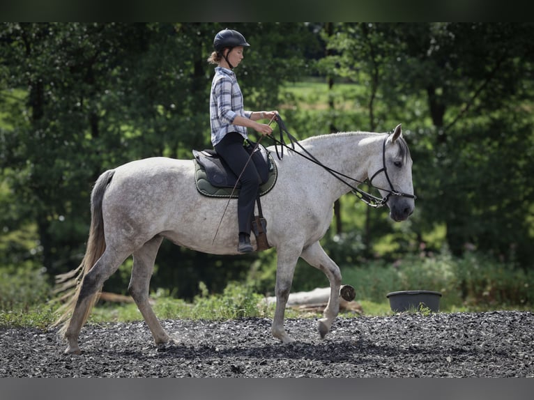 Lusitano Merrie 7 Jaar 163 cm Schimmel in Kaulsto&#xDF;