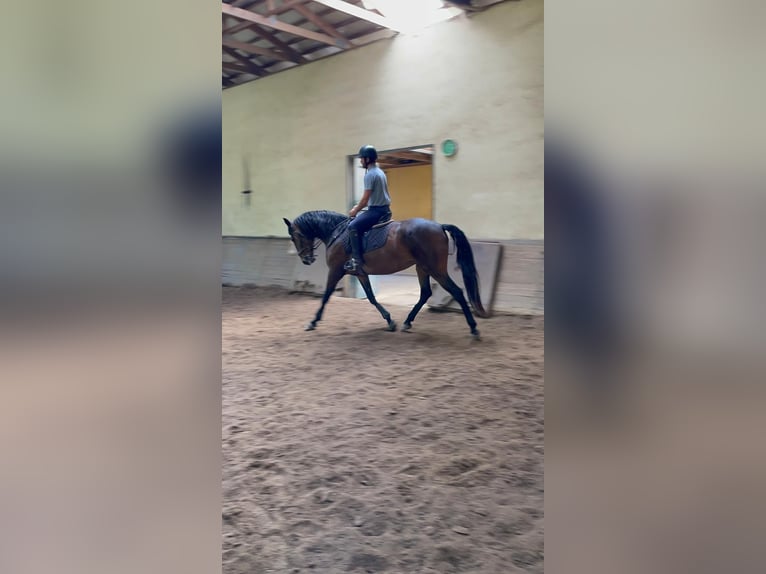 Lusitano Merrie 7 Jaar 169 cm Bruin in Felgueiras