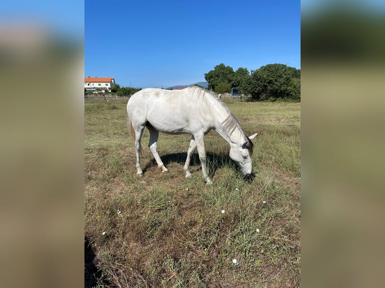 Lusitano Merrie 7 Jaar Schimmel in Terlamonte