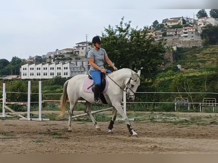 Lusitano Merrie 8 Jaar 148 cm Schimmel in Finsing
