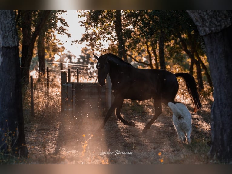 Lusitano Merrie 8 Jaar 157 cm Donkerbruin in Rio Maior