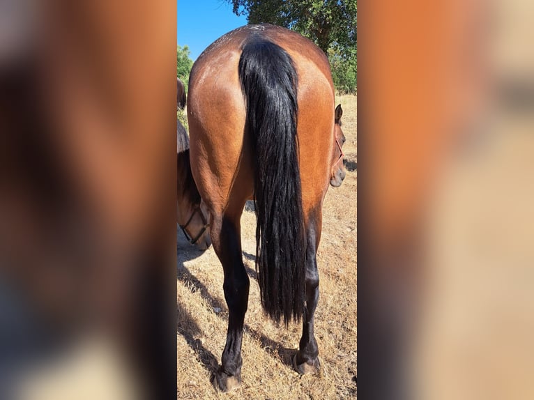 Lusitano Merrie 8 Jaar 160 cm Bruin in Castelo branco