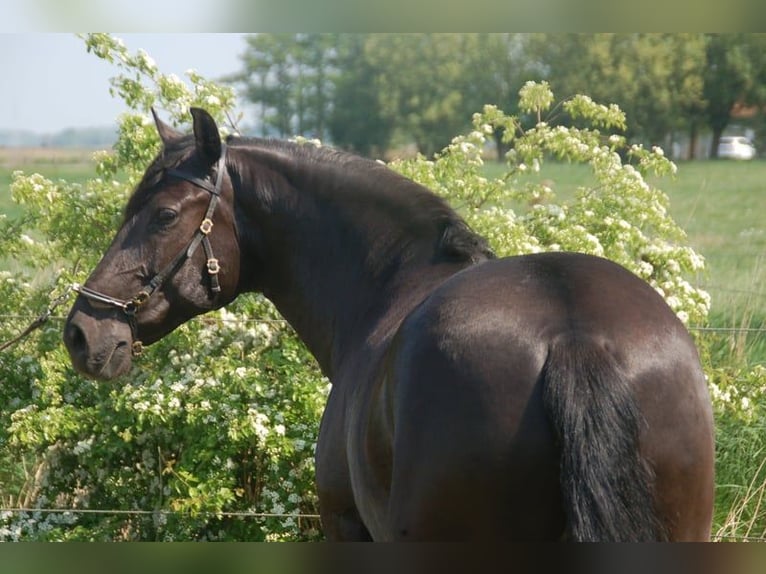 Lusitano Merrie 8 Jaar 160 cm in Bredene