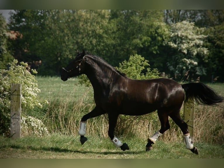 Lusitano Merrie 8 Jaar 160 cm in Bredene