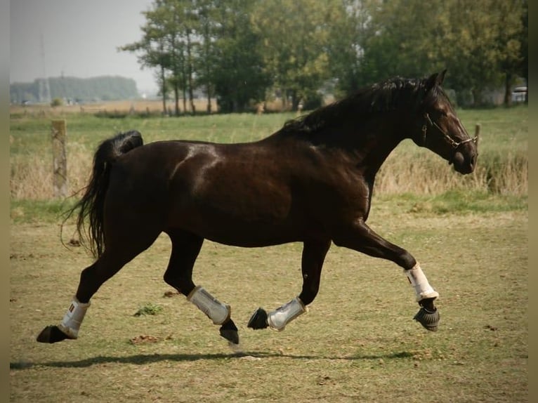 Lusitano Merrie 8 Jaar 160 cm in Bredene